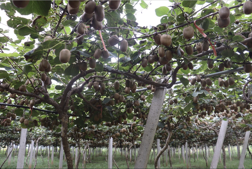 踐行企業責任，用實際行動傳達智園科技助農正能量